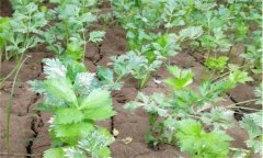 夏芹菜怎樣管理才能高產？