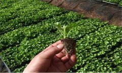 日本大葉芹的栽培要點有哪些？