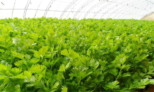 日本大葉芹溫室栽培技術