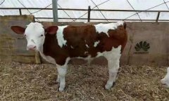 為何雜交母牛的初情期延遲或屢配不孕？