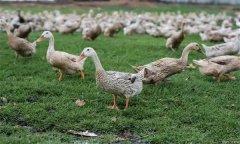 夏季肉鴨養(yǎng)殖應注意什么？