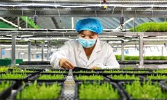 生產(chǎn)芽苗菜要把握好哪些環(huán)節(jié)、注意哪些問(wèn)題？