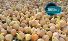 豌豆芽一播三收生產(chǎn)技術(shù)要點(diǎn)有哪些？