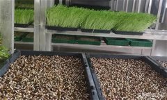 生產(chǎn)棚室芽苗菜要注意哪幾個(gè)關(guān)鍵環(huán)節(jié)？