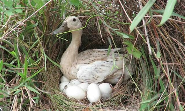 鴨產蛋的晝夜變化規(guī)律