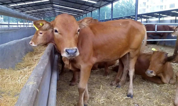 肉牛場如何開展結核病