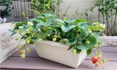 盆栽草莓怎么種？