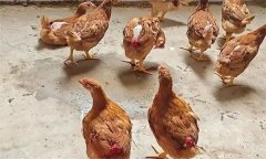 雞的啄肛的原因是什么，有哪些防治措施？