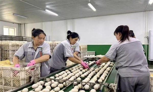 孵化用的種蛋為何要進行預(yù)溫