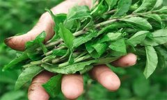 如何生產(chǎn)栽培番杏芽苗菜？