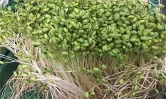 如何生產(chǎn)綠色大豆芽菜？
