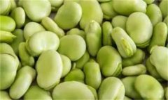 如何穴盤(pán)栽培生產(chǎn)蠶豆芽(苗)？