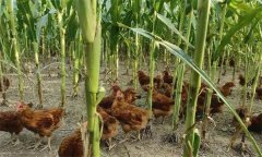 如何在玉米地里養(yǎng)雞？