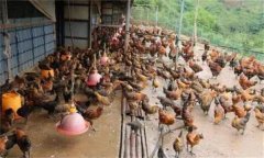 夏季蛋雞如何管理？