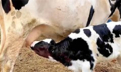 如何做好產(chǎn)后奶牛的護(hù)理？