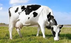 為什么要重視奶牛泌乳高峰？