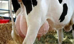 如何飼養(yǎng)泌乳初期奶牛？