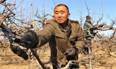 梨樹大小年的修剪特點是什么？