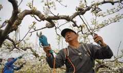 梨樹在初果期如何修剪？