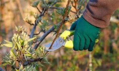 梨樹在盛果期應(yīng)當(dāng)如何進(jìn)行修剪？