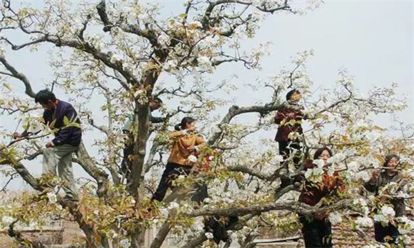 梨樹(shù)在盛果期修剪