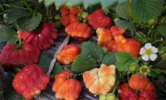 大棚草莓畸形果較多怎么辦？