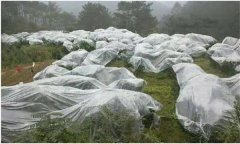 蘋(píng)果樹(shù)如何預(yù)防寒潮災(zāi)害？