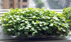 如何生產(chǎn)蕎麥芽苗菜？