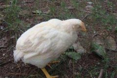 雞白痢是垂直傳播還是水平傳播？