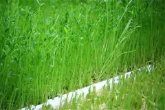 豌豆芽苗菜如何防止?fàn)€種畸形？