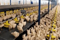 怎樣加強(qiáng)肉用種雞的光照管理？