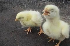 雞慢性呼吸道病流行特點(diǎn)、臨床癥狀與防治方法