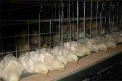 肉雞30日齡后“過(guò)料”是怎么回事？怎樣防治？
